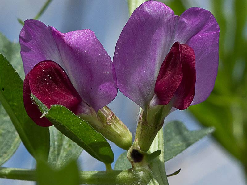 Flores de Vicia sativa