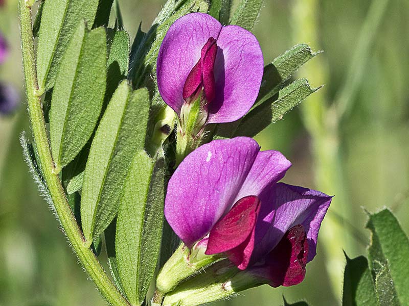 Flores de Vicia sativa