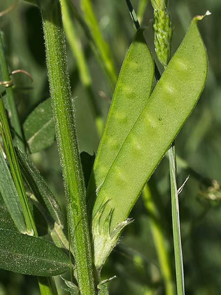 Legumbres de Vicia sativa