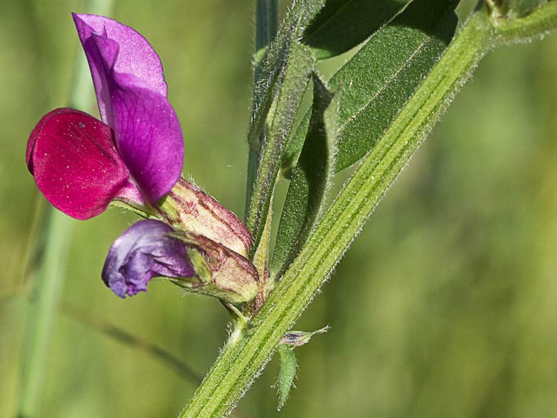 Flores de Vicia sativa