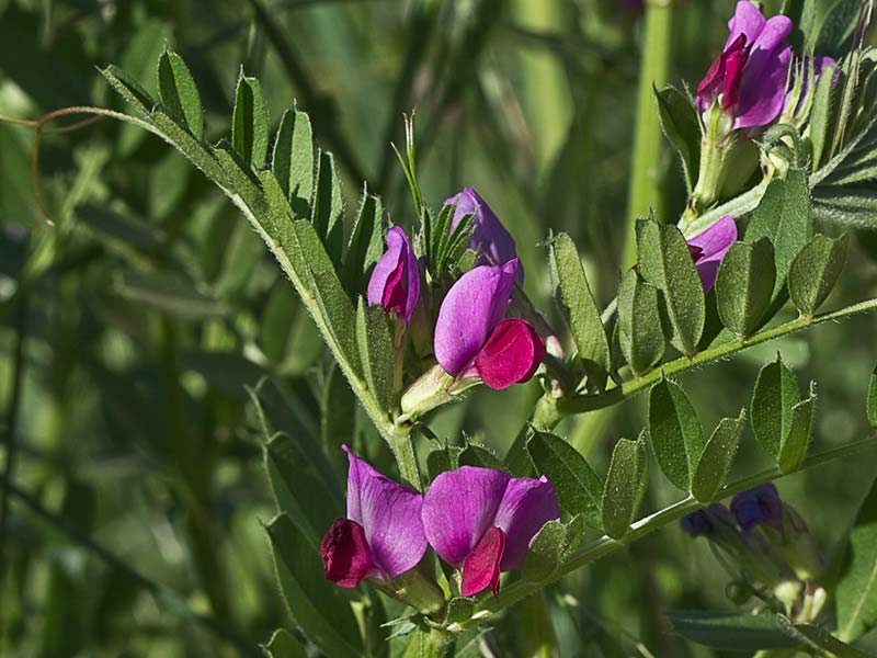 Flores de Vicia sativa