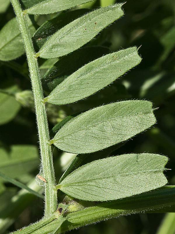 Rama de Vicia sativa