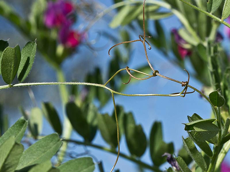 Zarzillo de Vicia sativa
