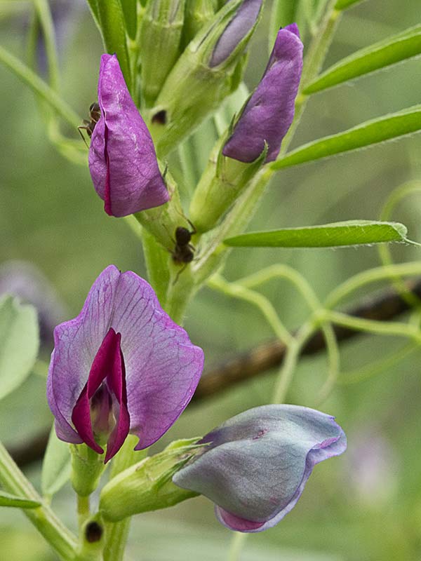 Flores de Vicia sativa