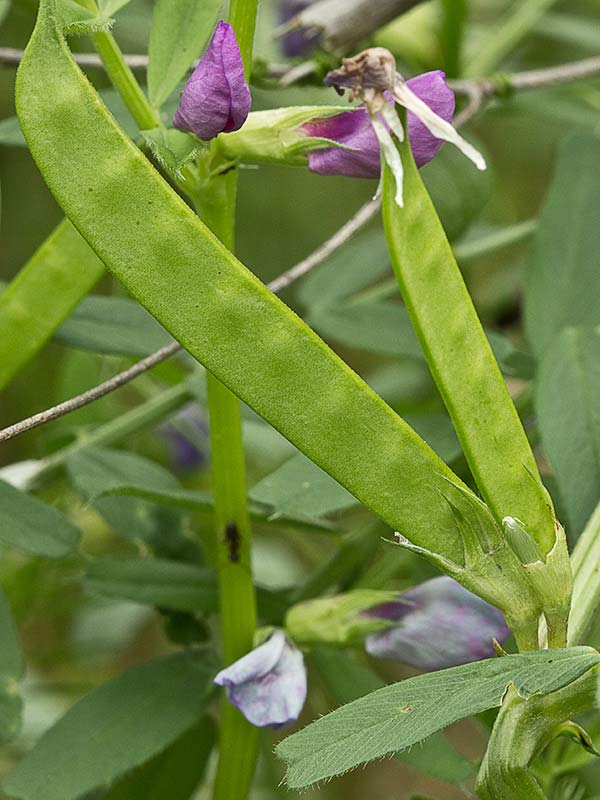 Fruto de Vicia sativa
