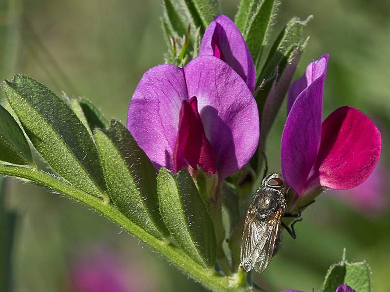 Flores de la veza