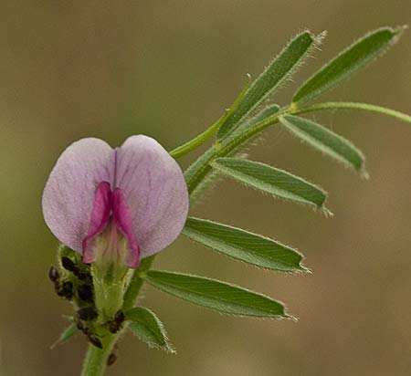 Flores de Vicia sativa