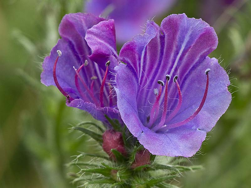Viborera (Echium plantagineum)