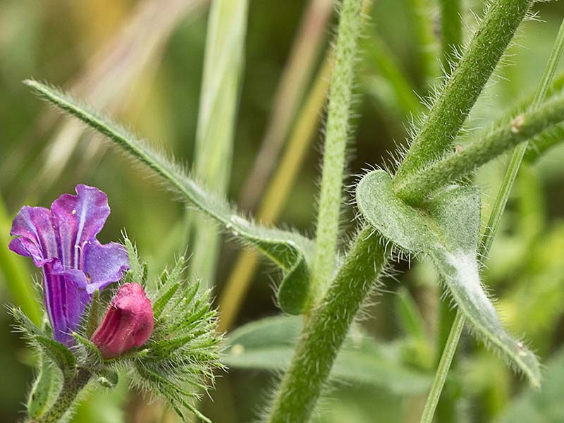 Viborera (Echium plantagineum)