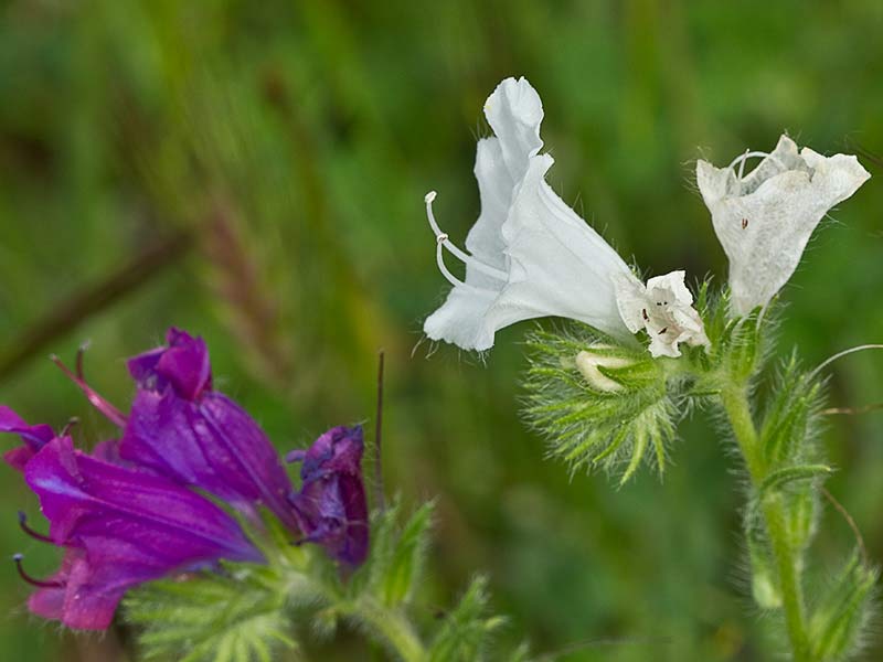 Viborera blanca (Echium plantagineum) 