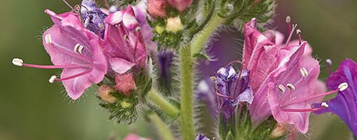 Viborera en flor (Echium plantagineum)