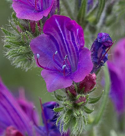 Viborera (Echium plantagineum)