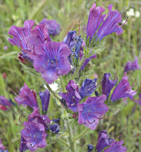 Flores de la viborera