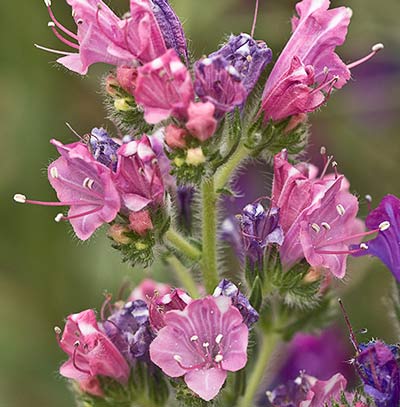 Viborera (Echium plantagineum)