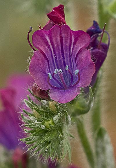Viborera (Echium plantagineum)