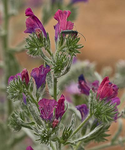 Viborera (Echium plantagineum)