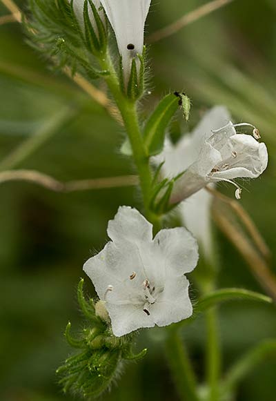 Viborera blanca (Echium plantagineum) 