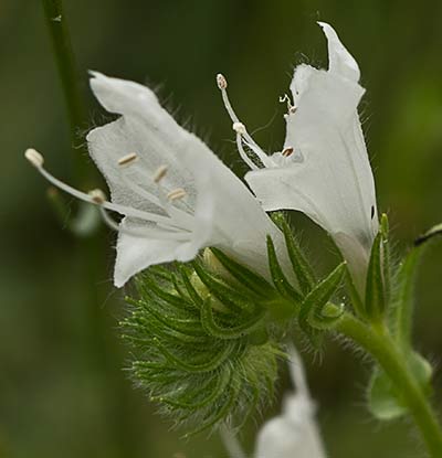 Viborera blanca (Echium plantagineum) 