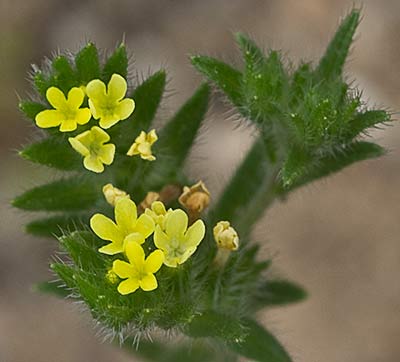 Neatostema apulum, viborezno
