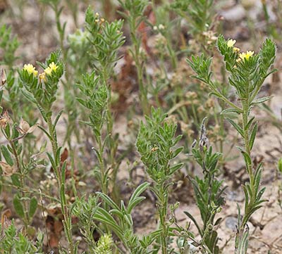 Neatostema apulum, viborezno