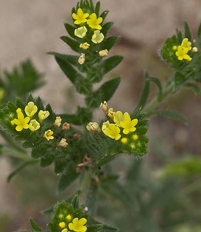 Neatostema apulum, viborezno
