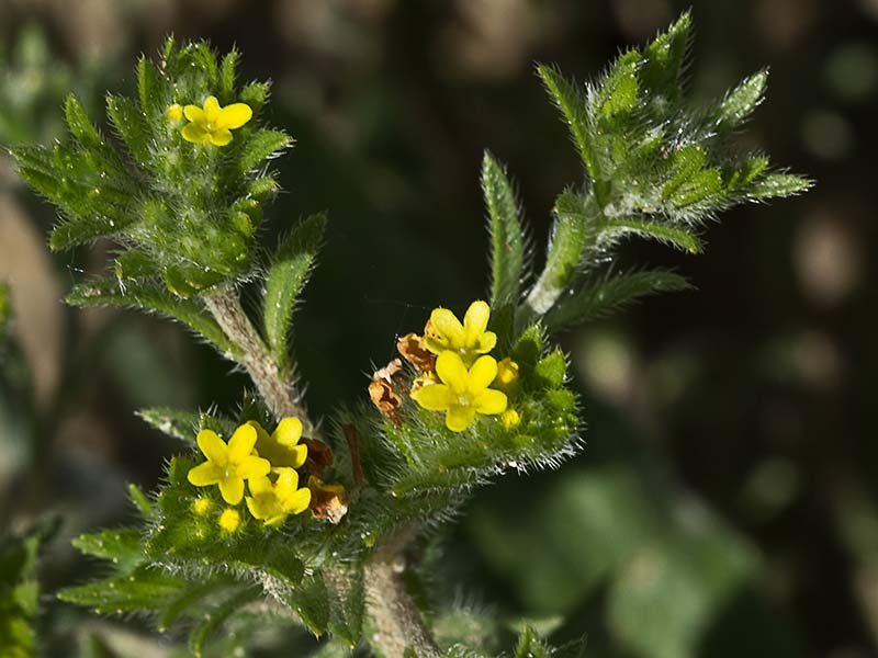 Neatostema apulum, viborezno
