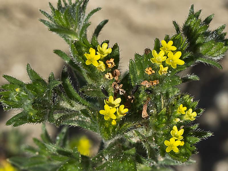 Neatostema apulum, viborezno