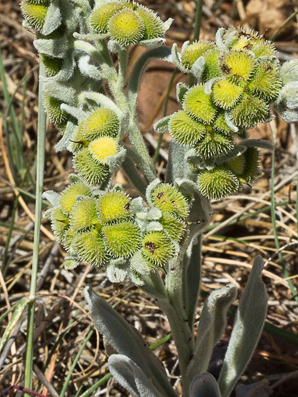 (Cynoglossum cheirifolium) Mata de Lengua de Perro después de la antesis