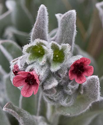 (Cynoglossum cheirifolium) Oreja de liebre 