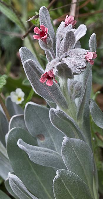 Lengua de perro, viniebla, oreja de liebre