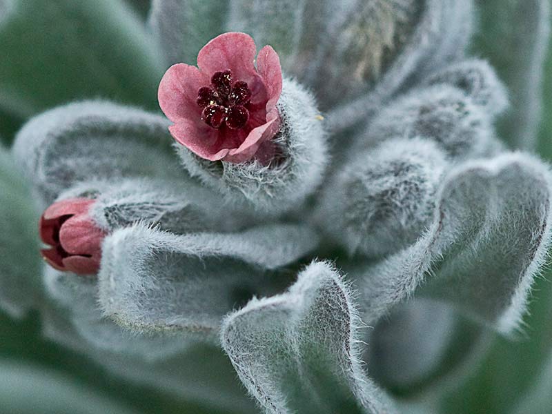 (Cynoglossum cheirifolium) Cinoglosa