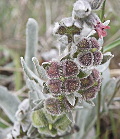 (Cynoglossum cheirifolium) Viniebla blanca