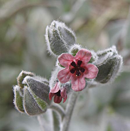 (Cynoglossum cheirifolium) Lengua de Perro