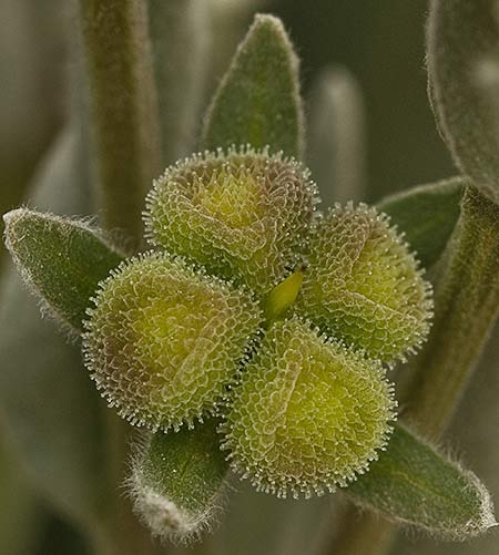 Fruto de viniebla blanca