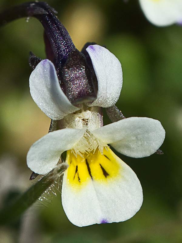Violeta enana (Viola kitaibeliana)