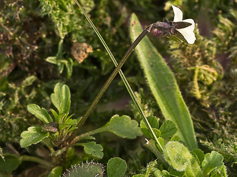 Violeta enana (Viola kitaibeliana)