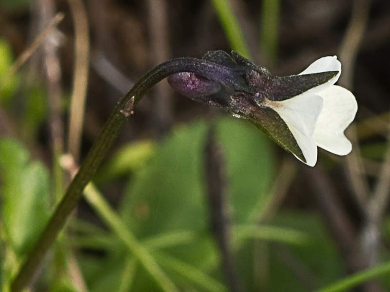 Violeta enana (Viola kitaibeliana)