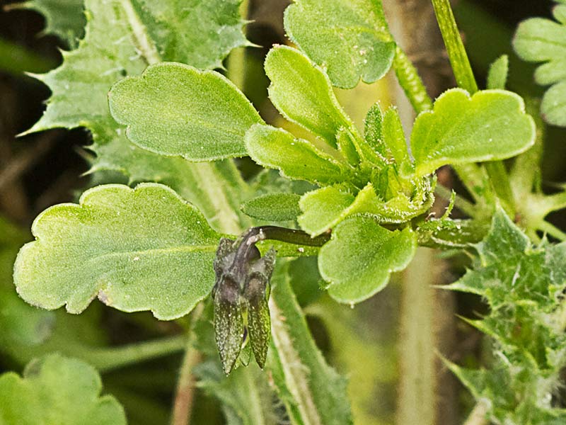Violeta enana (Viola kitaibeliana)