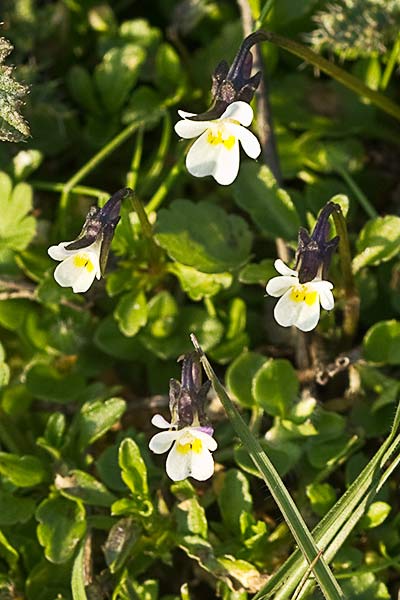 Violeta enana (Viola kitaibeliana)