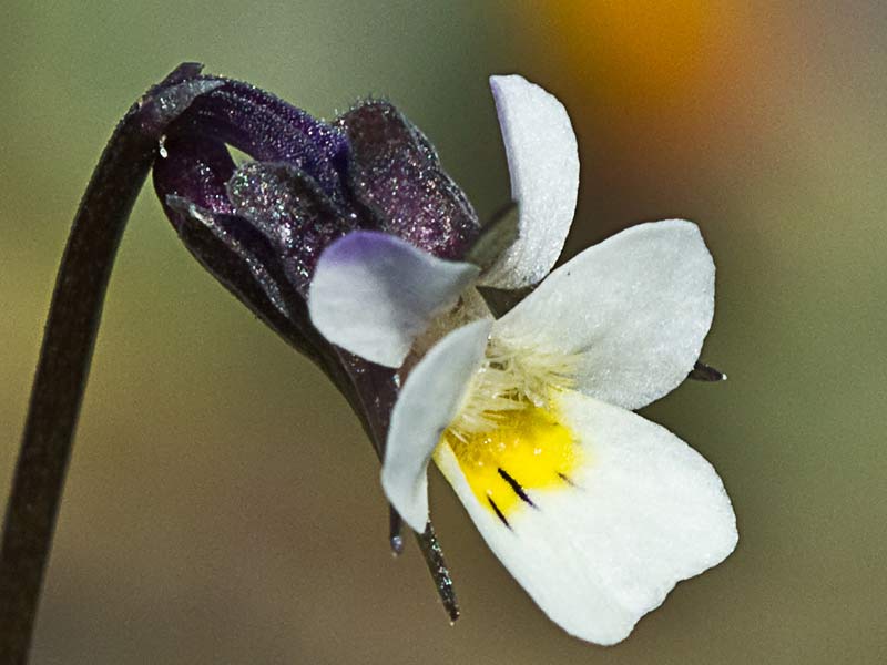Violeta enana (Viola kitaibeliana)