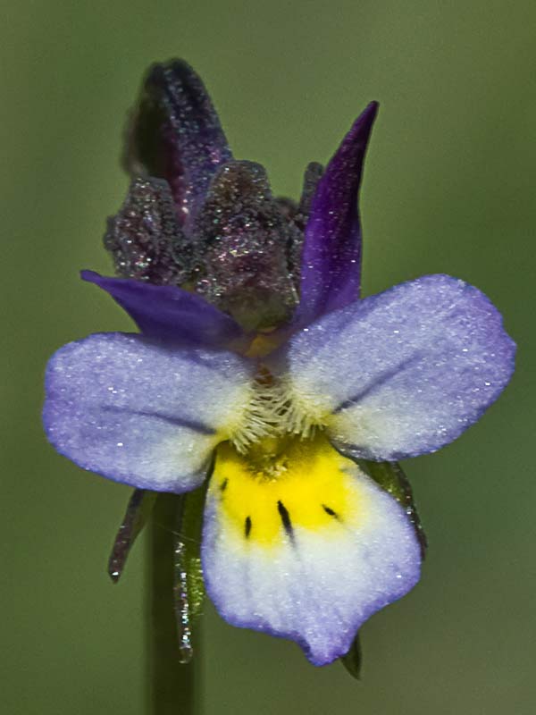 Violeta enana (Viola kitaibeliana)