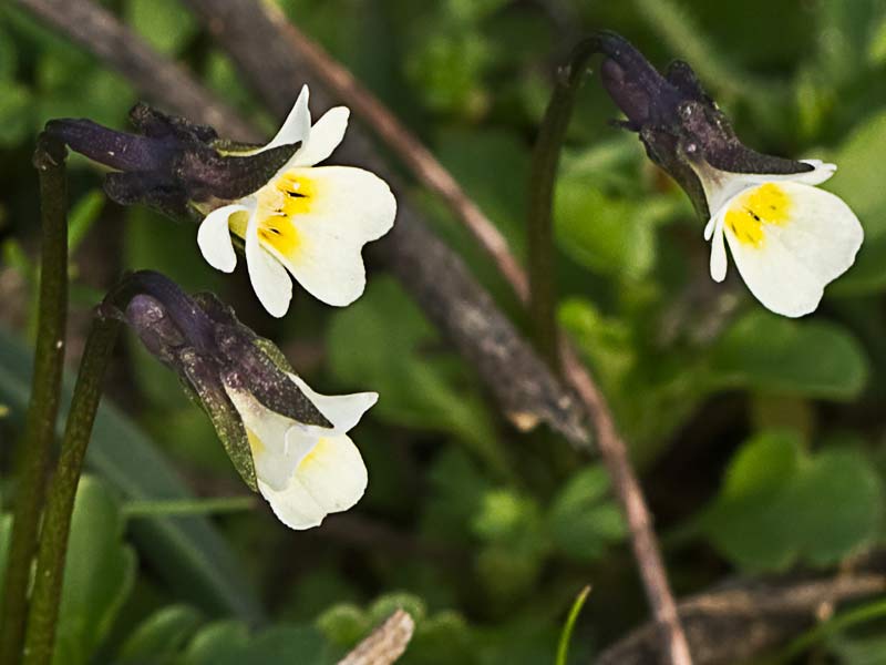 Violeta enana (Viola kitaibeliana)