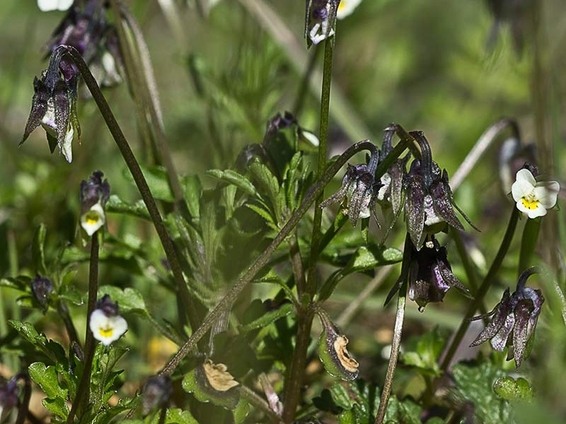 Violeta enana (Viola kitaibeliana)
