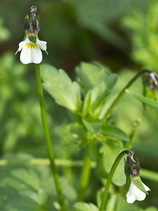 Violeta enana (Viola kitaibeliana)