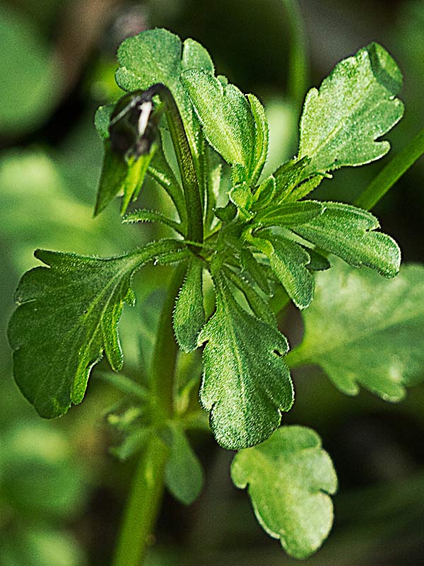 Violeta enana (Viola kitaibeliana)