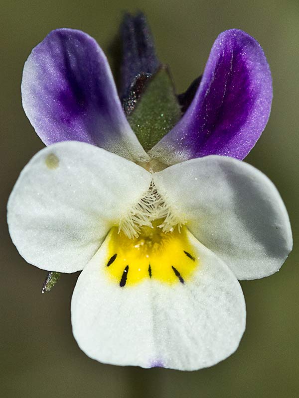 Violeta enana (Viola kitaibeliana)