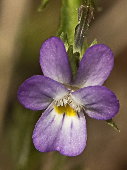Viola de monte (Viola riviniana)