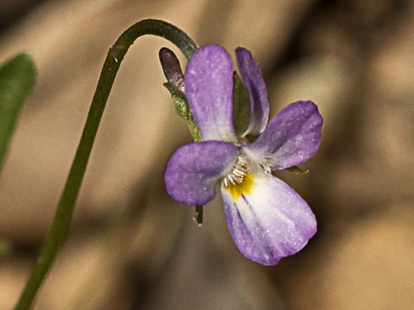 Viola de monte (Viola riviniana)