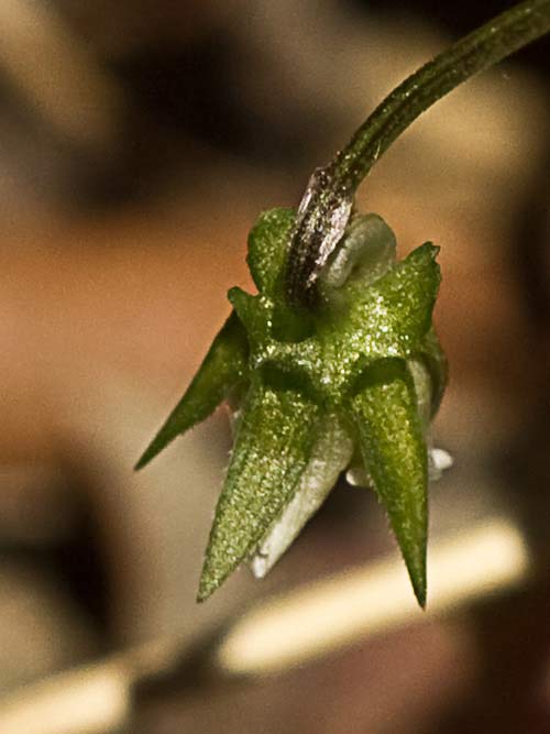 Viola de monte (Viola riviniana)
