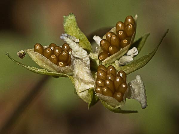 Viola de monte (Viola riviniana)